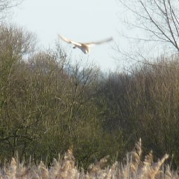 Barn owl at Fowlmere