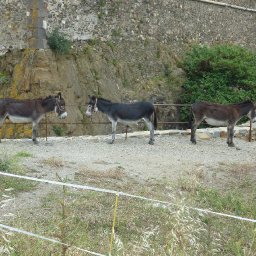 Collioure donkeys