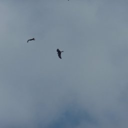 red kites circling
