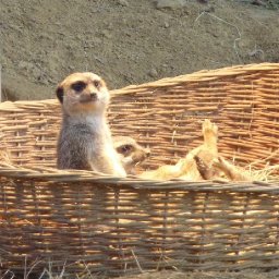 Meerkat's warm basket