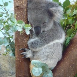 Another sleepy Koala