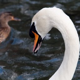 Swan and mallard