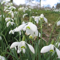 Snowdrops at Anglesey Abbey 
