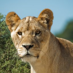 Full face Lioness
