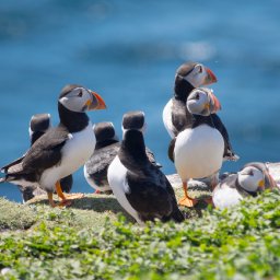 Puffins on the edge