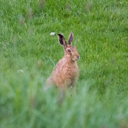 Hare near river Tweed