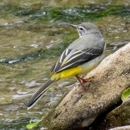 Grey wagtail perched