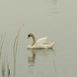Swan at fen drayton lakes