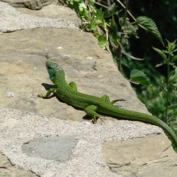 Green Lizard, Rupit, Osana, 30 May 09