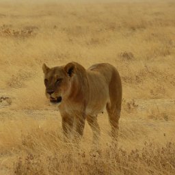 Lioness, Etosha NP, Namibia, 28 Aug 09
