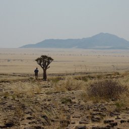 Quiver Trees, Namibia, 31 Aug 09