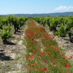 Chateau d'Aguilar, Cathar Country, Languedoc-Roussillon, 23 May 10