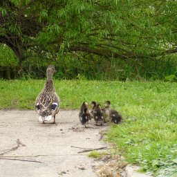 Mum and ducklings