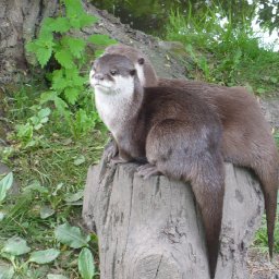 Small-clawed Otter looking beautiful 