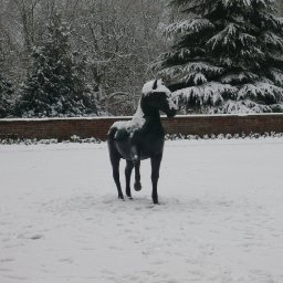 Jesus College snowy horse