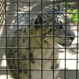 Snow leopard profile