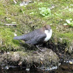 Dipper by river
