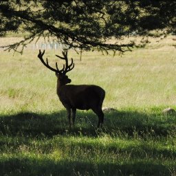 Red deer stag silhouette