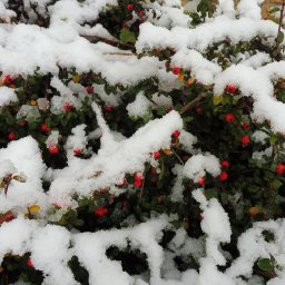 Snowy bush