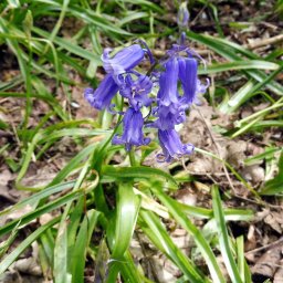 Bluebell close-up